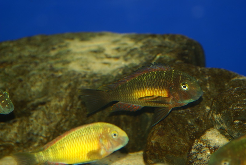 Tropheus moorii 'Kasanga'